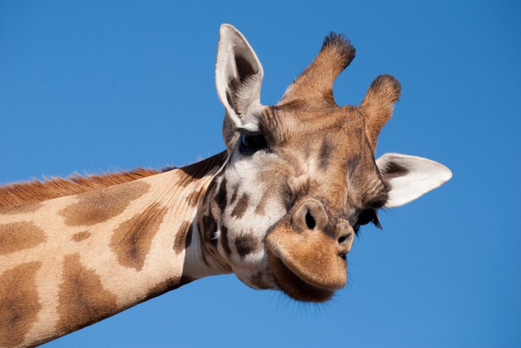 Une girafe vous regarde droit dans les yeux depuis son long cou.